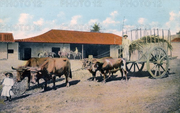 A Cuban ox team, early 20th century.Artist: Harris Bros & Co.