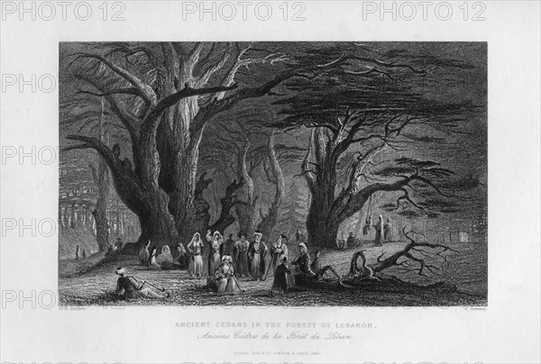 'Ancient Cedars in the Forest of Lebanon', 1841. Artist: J Redaway