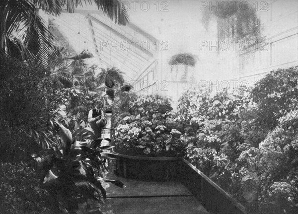 Interior of the White House greenhouse, Washington DC, USA, 1908. Artist: Unknown