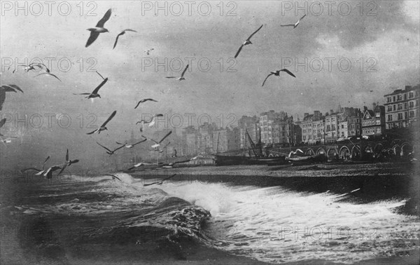 Gulls at Brighton, East Sussex, early 20th century. Artist: Unknown