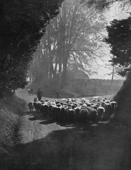 Sheep on the way to the Wilton Sheep Fair, Wilton, Wiltshire, 1924-1926. Artist: Charles E Brown