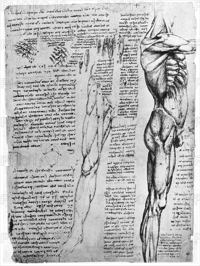 Muscle studies, late 15th or early 16th century (1954). Artist: Leonardo da Vinci