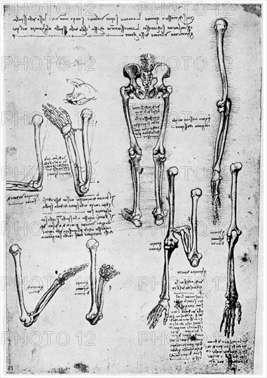 Study of human bones, late 15th or 16th century (1954).Artist: Leonardo da Vinci