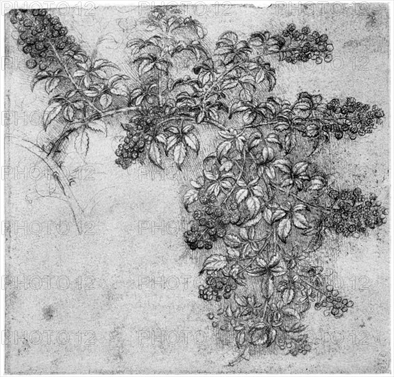 Study of a blackberry branch, late 15th or early 16th century (1954). Artist: Leonardo da Vinci