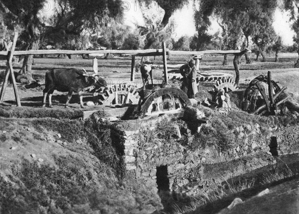 Irrigating fields near Cairo, Egypt, c1920s. Artist: Unknown