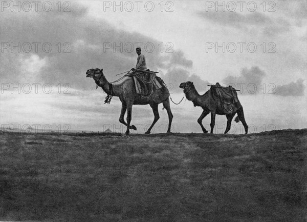 Camels in the desert outside Cairo, Egypt, c1920s. Artist: Unknown