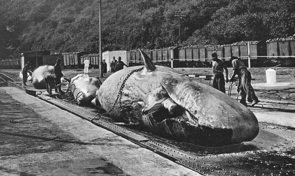 Handling whales at the Bluff, Durban, South Africa. Artist: Unknown