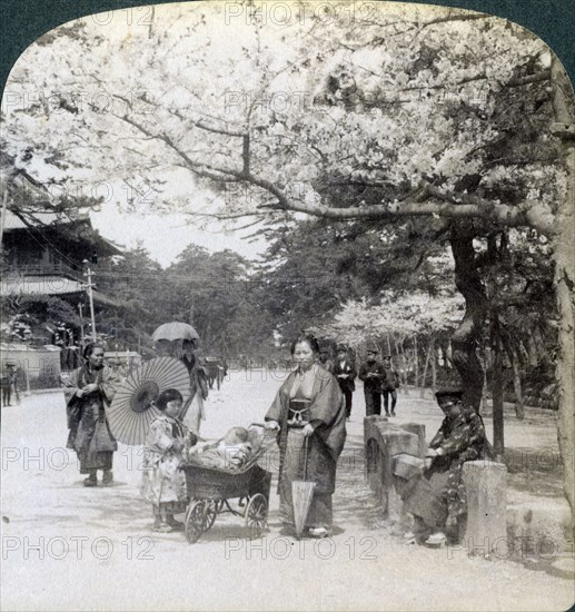 Under the cherry blossoms, looking northeast along the main avenue of Shiba Park, Tokyo, Japan, 1904Artist: Underwood & Underwood