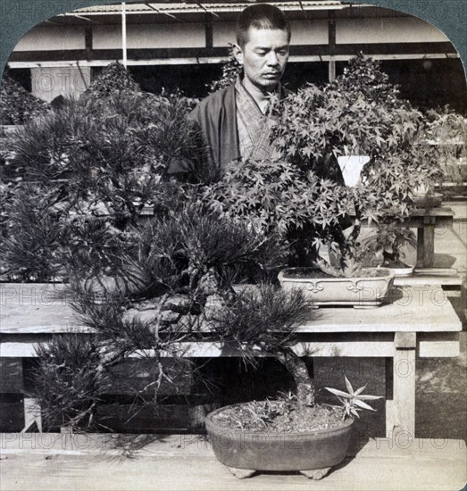 Dwarf pines and maples in Count Okuma's greenhouse, Tokyo, Japan, 1904. Artist: Underwood & Underwood