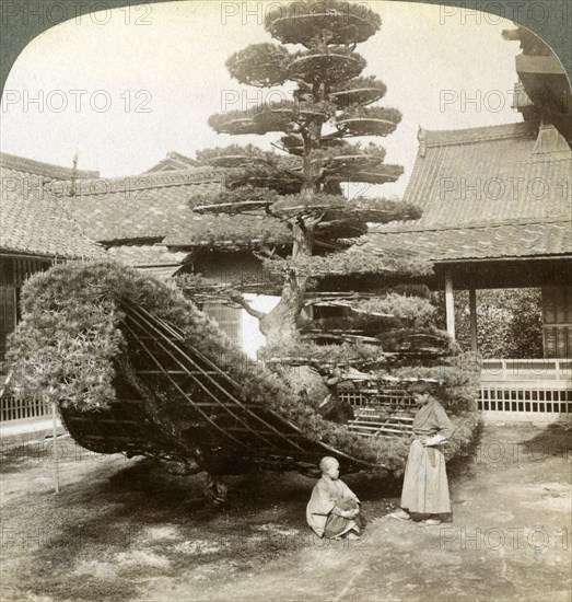 A single pine trained into the shape of a boat, Kinkaku-ji Monastery, Kyoto, Japan, 1904. Artist: Underwood & Underwood