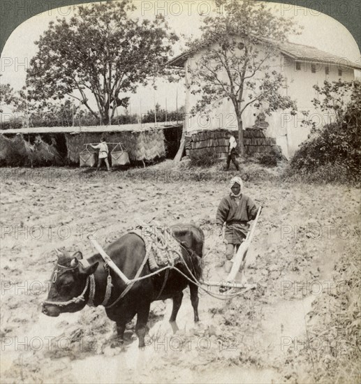 Ploughing flooded ground for rice planting, north of the main road at Uji, near Kyoto, Japan, 1904.Artist: Underwood & Underwood