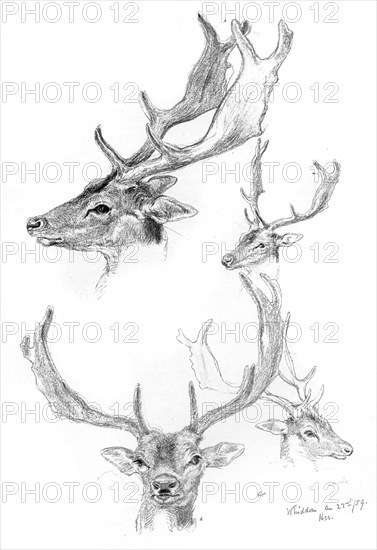 Stags' heads, 1898.Artist: Henry Moore