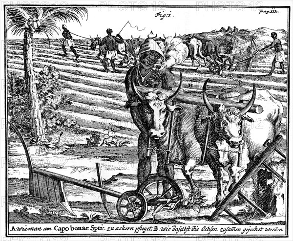 Yoking oxen and ploughing fields, South Africa, 18th century (1931). Artist: Unknown