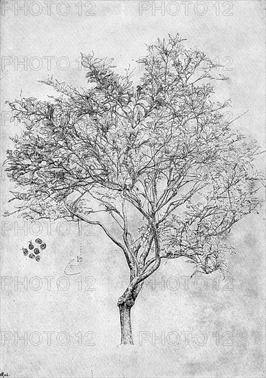 Study of a lemon tree, 1899. Artist: Unknown