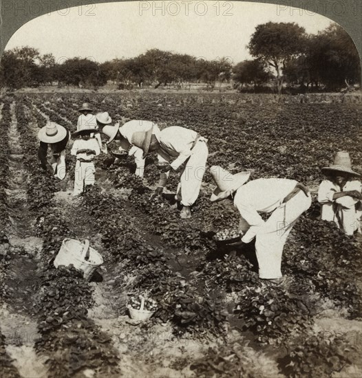 Strawberry field, Irapuato, Mexico.Artist: Underwood & Underwood