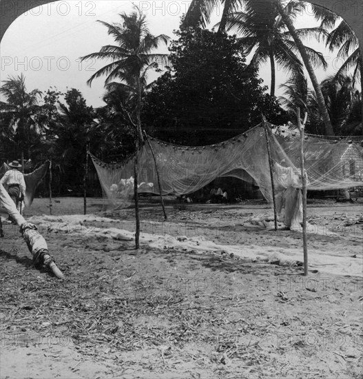 Fishermen drying their nets on the beach, Basseterre, St Christopher, West Indies.Artist: HC White