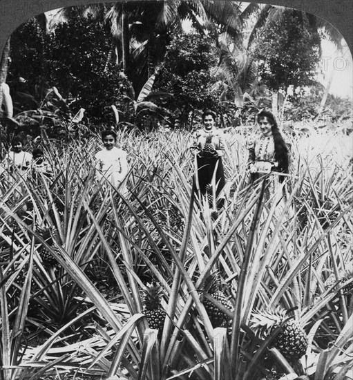 Pineapple fields, Mayaguez, Puerto Rico.Artist: Underwood & Underwood