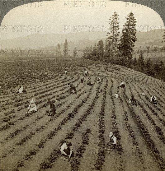 Strawberry picking, Cedar Creek Farm, Hood River Valley, Oregon, USA.Artist: Underwood & Underwood