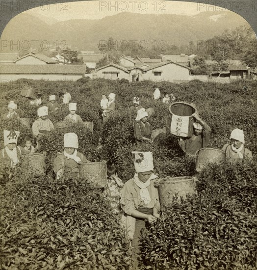 Girls picking tea, Uji, Japan.Artist: Underwood & Underwood