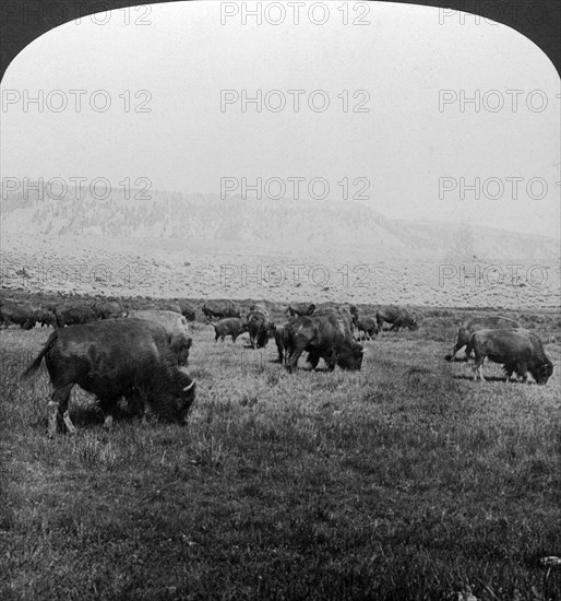 Buffalo, Yellowstone National Park, USA.Artist: HC White