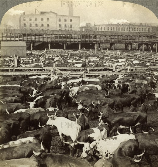 Cattle, Great Union Stock Yards, Chicago, Illinois, USA.Artist: Underwood & Underwood