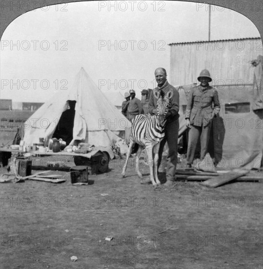 South African gunners with their pet zebra, East Africa, World War I, 1914-1918.Artist: Realistic Travels Publishers
