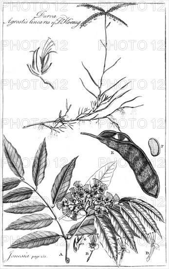 'Durva Agrostis Linearis of Dr Koenig', 1799. Artist: Unknown