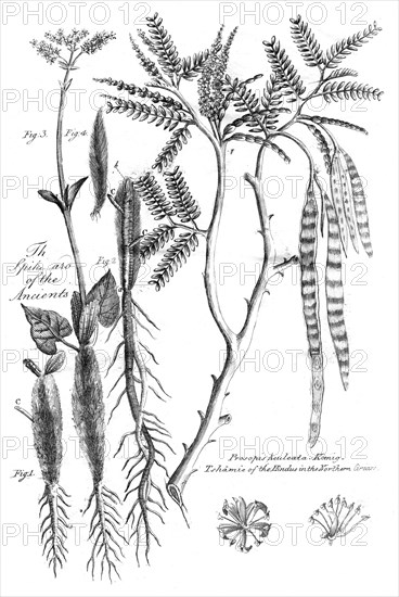 Prosopis Aculeata, 1799. Artist: Unknown