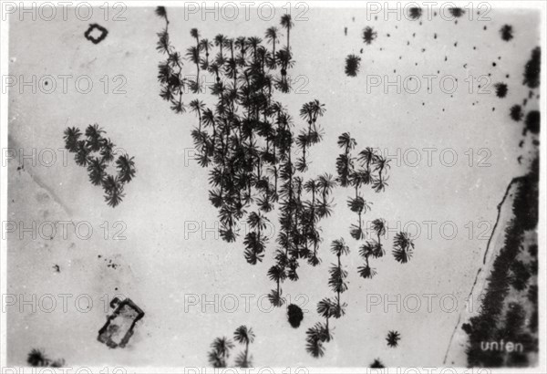 Aerial view of palm shadows in the Arabian desert, from a Zeppelin, 1931 (1933). Artist: Unknown