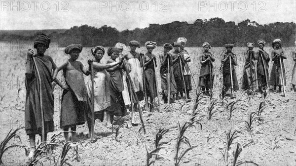 Women hoeing a field of maize, South Africa, c1923. Artist: Unknown
