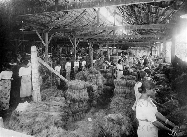 Coconut production, India, 20th century. Artist: Unknown