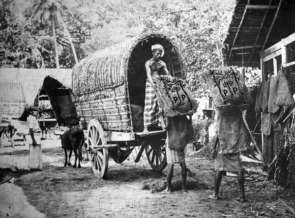 Coconut production, India, 20th century. Artist: Unknown