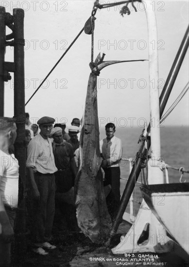 Shark on board the cruise ship 'Atlantis', caught off Bathurst, Gambia, 20th century. Artist: Unknown