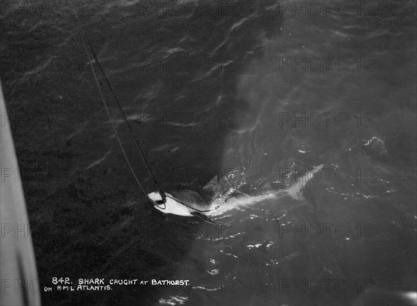 Shark caught by the cruise ship 'Atlantis', off Bathurst, Gambia, 20th century. Artist: Unknown