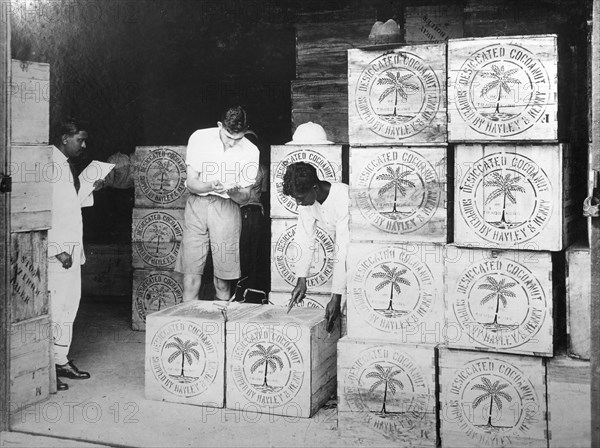 Coconut production, India, 20th century. Artist: Unknown