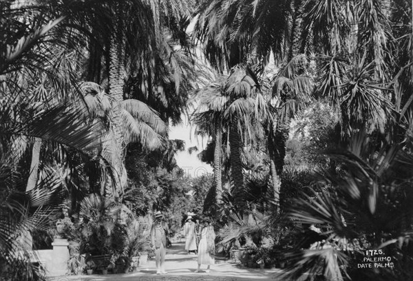 Date palms, Palermo, Sicily, Italy, c1920s-c1930s(?). Artist: Unknown