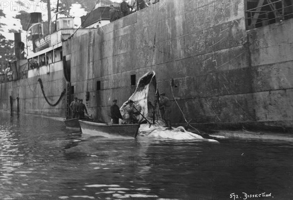 Whaling, Magdalene Bay, Spitzbergen, Norway, 1929. Artist: Unknown