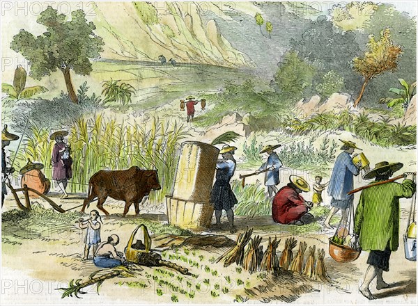 Chinese harvest, Hong Kong, c1875. Artist: Unknown