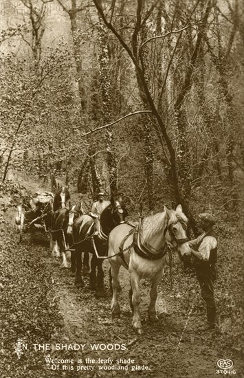 'In the Shady Woods', late 19th or early 20th century. Artist: Unknown