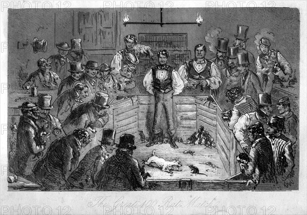 'The Great 100 Rat Match', 19th century(?). Artist: Unknown