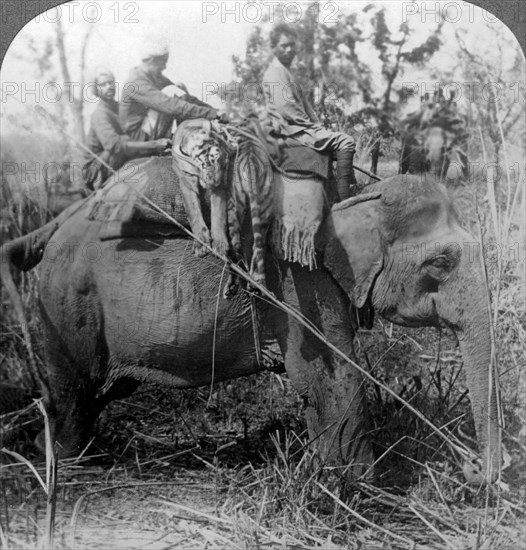 Carrying dead tigers back to camp, Behar ungle, India, c1900s(?).Artist: Underwood & Underwood