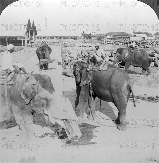 Elephants working in a timber yard, India, c1900s(?).Artist: Underwood & Underwood