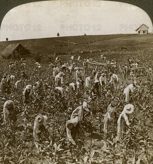 Tobacco field, Montpeller, Jamaica, 1900.  Artist: Underwood & Underwood