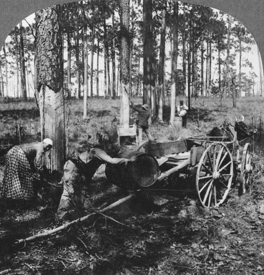 In a great pine forest, collecting turpentine, North Carolina, USA, late 19th or early 20th century. Artist: Keystone View Company