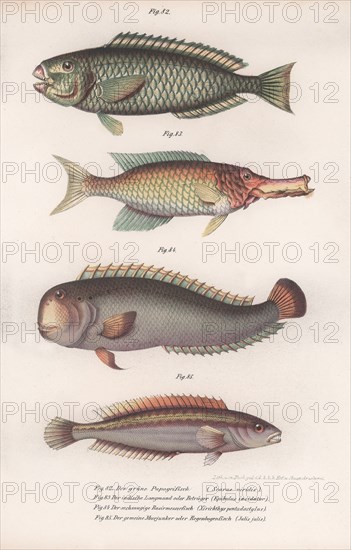 Green Parrotfish. Indian longmouth, Rasirnesser, Wrasse, c.1850s. Artist: Unknown.