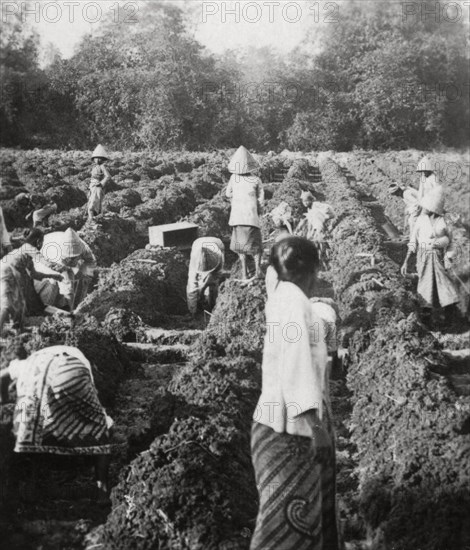 Preparing irrigation channels at a sugar plantation, Java, Dutch East Indies, 1927. Artist: Unknown