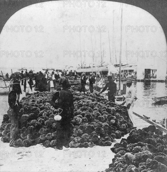 Sponge market, Key West harbour, Florida, USA, c1900(?). Artist: Keystone View Company