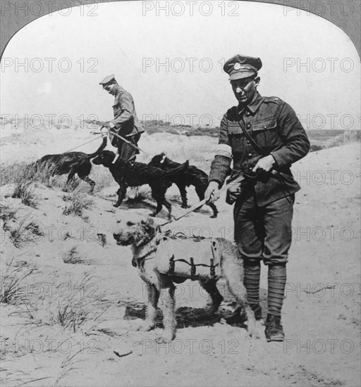 First aid dogs, World War I, c1914-c1918. Artist: Realistic Travels Publishers