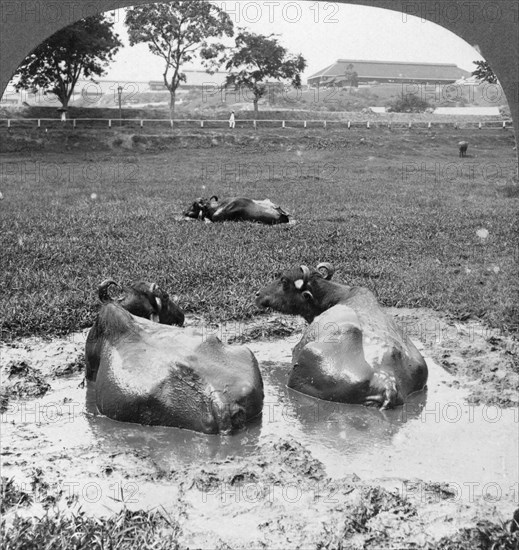 Buffalo 'wallow', Burma, 1908. Artist: Stereo Travel Co