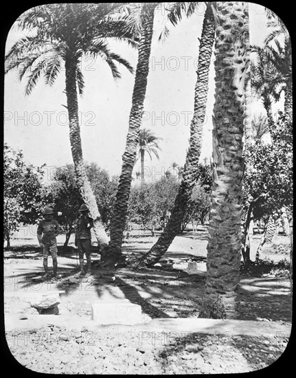 General Gordon's Garden, Khartoum, Sudan, c1890. Creator: Newton & Co.